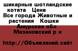 шикарные шотландские котята › Цена ­ 15 000 - Все города Животные и растения » Кошки   . Амурская обл.,Мазановский р-н